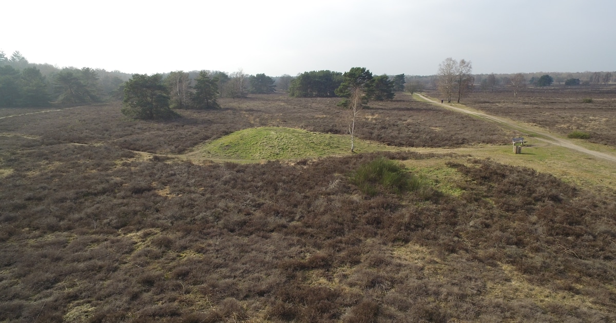 Ermelo werkt aan herstel van grafheuvels op de heide