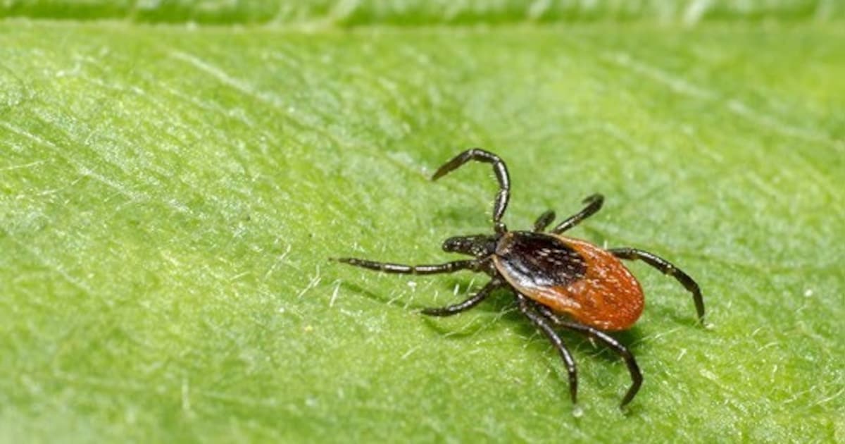 GGD waarschuwt: meldingen van tekenbeten in vier recreatiegebieden in Flevoland