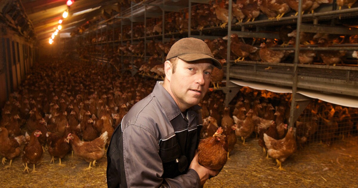 'Met zestigduizend kippen ben je een mini-bedrijfje' | Olst-Wijhe