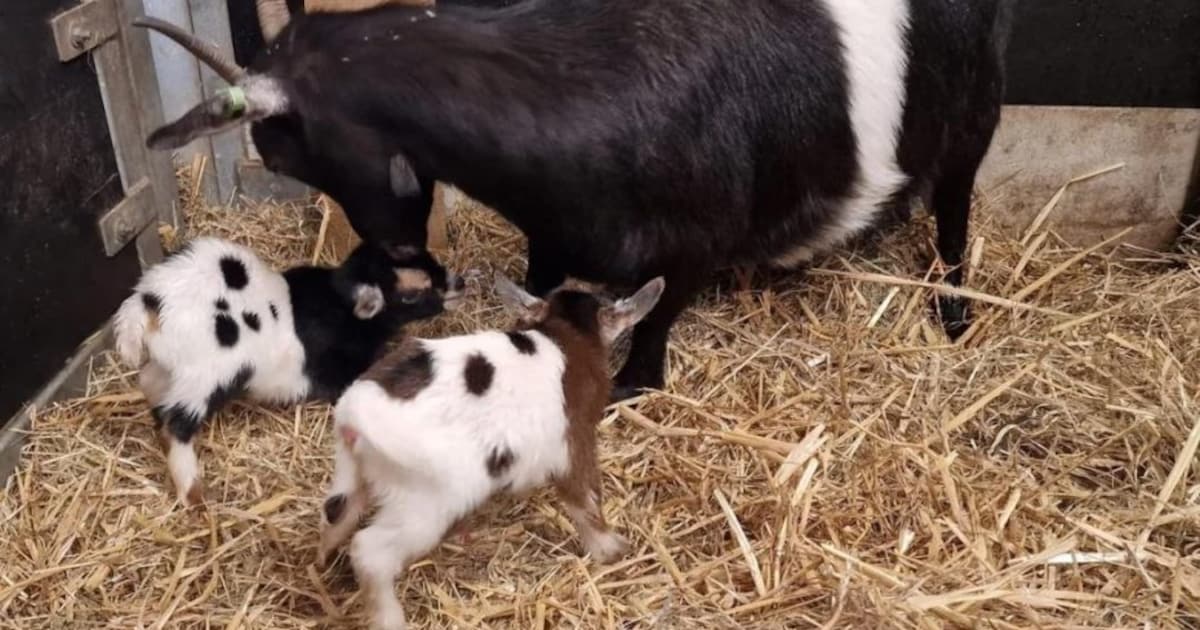 Dubbel geluk op Natuurboerderij Balkinn: de eerste geitjes zijn geboren