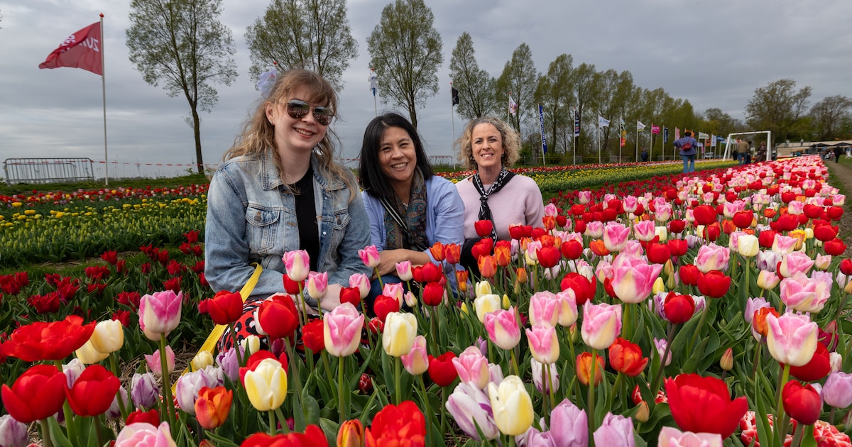 Lulu zoekt tussen zes rijtjes tulpen naar het wow-gevoel van twee jaar geleden
