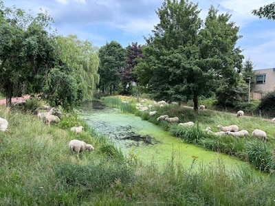 Zorgen over het welzijn van schapen in Nijkerk niet nodig, want ze kunnen juist heel goed tegen de w