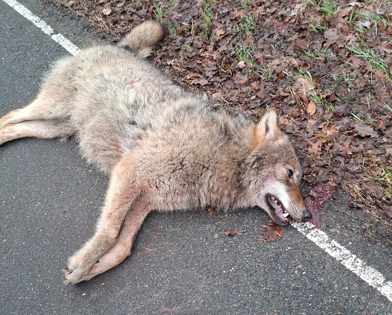 Dode wolf gevonden langs weg bij Nunspeet, dier is vermoedelijk ...