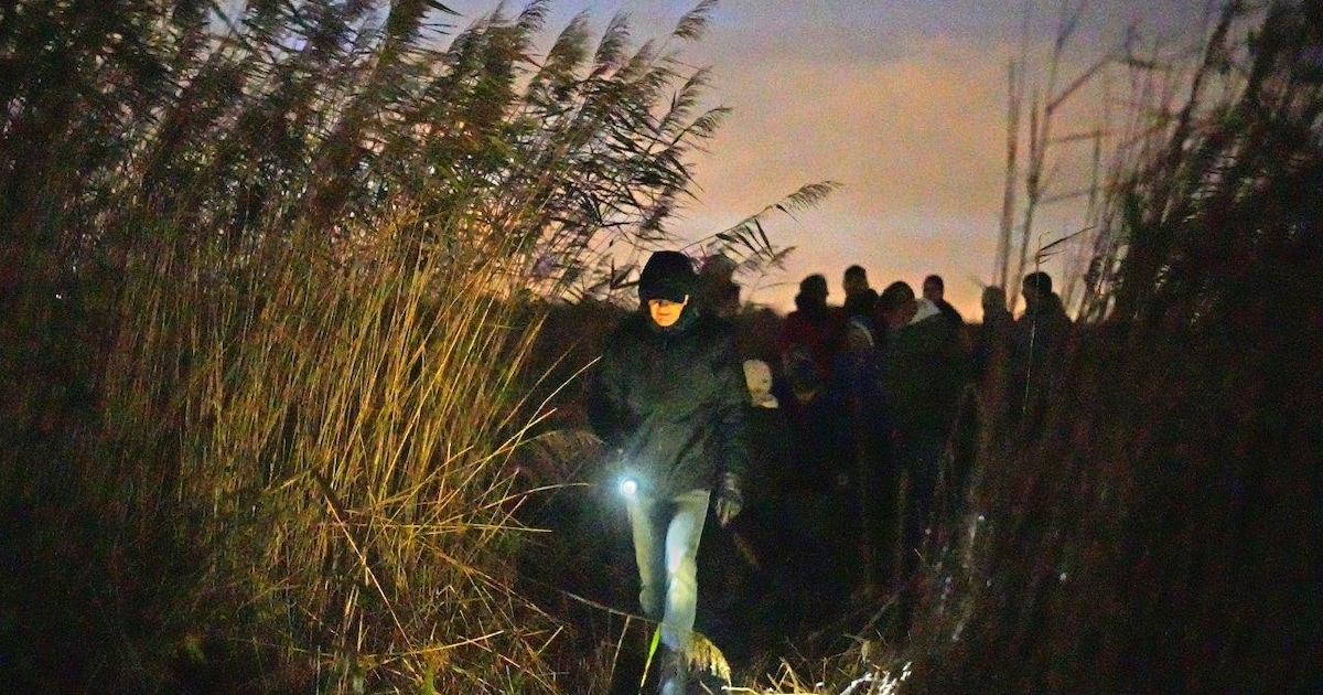 Vleermuis krijgt hoofdrol tijdens Nacht van de Nacht bij de Veldschuur in Rouveen