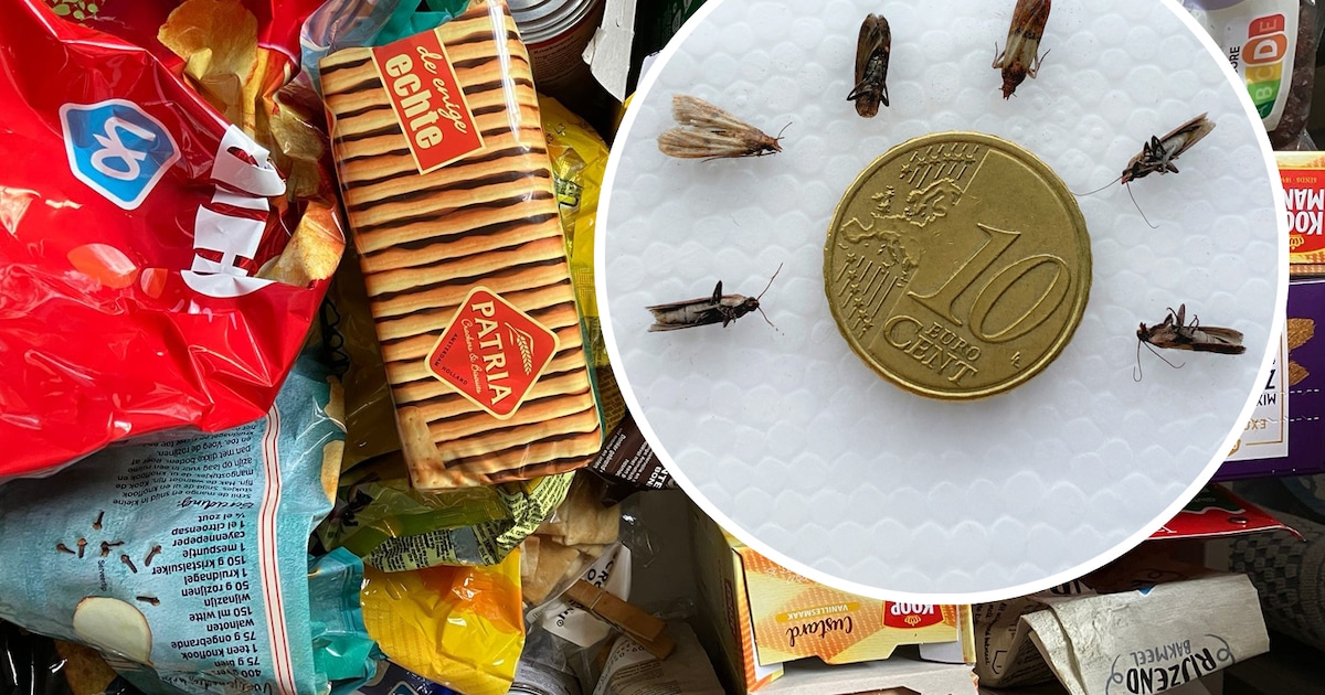 Dit beestje eet door verpakkingen heen en is dol op meel en noten ...