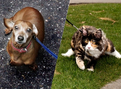 Aanlijnplicht voor honden én katten? Dit zeggen experts over jullie ideeën