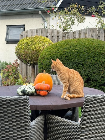 Heb jij Kosmo gezien? Dit huisdier wordt in Epe vermist