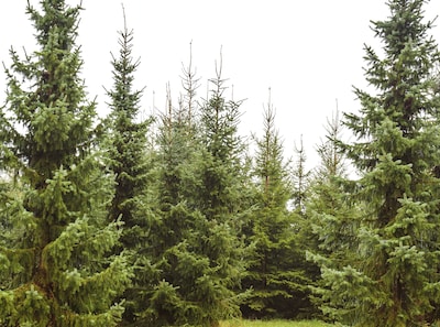 Putten houdt opnieuw inzamelactie van kerstbomen voor jongeren