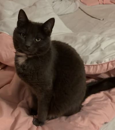 Heb jij Jackie, Nissa of Guus gezien? Deze drie huisdieren worden in Zeewolde vermist