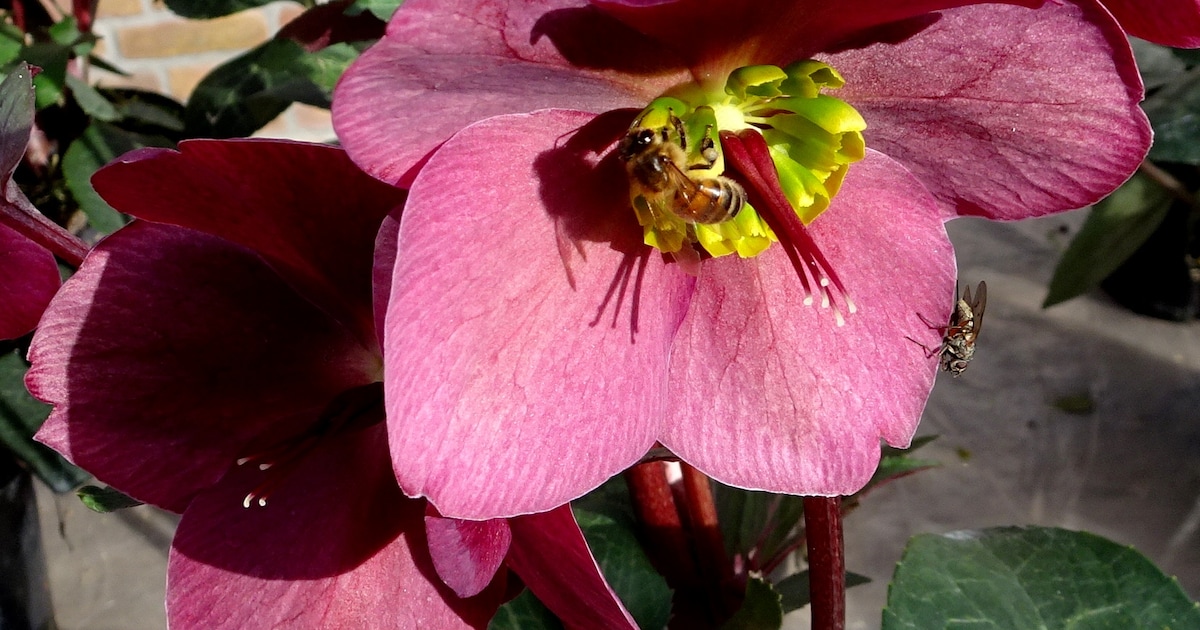Helleborusdagen brengen kleur naar boerderijtuin De Stekkentuin in Espel