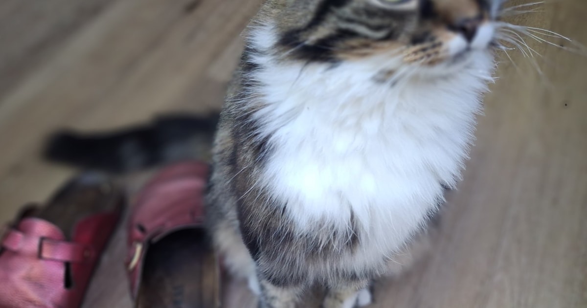 Heb jij Simba of Flokie gezien? Deze twee huisdieren worden in Meppel vermist