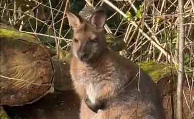 Opvallende tuingast in Putten: ‘Als hij het hier naar zijn zin heeft, mag hij van ons blijven’