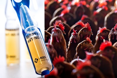 Hoop voor kippenboeren: vaccins tegen gevreesde vogelgriep lijken te werken