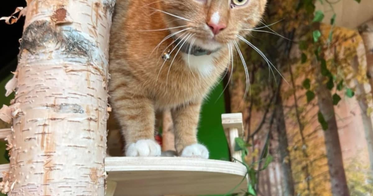 Heb jij Bobby of Joep gezien? Deze twee huisdieren worden in Dronten vermist