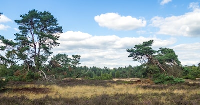 Archeoloog belicht rol van hout tijdens lezing in Emst