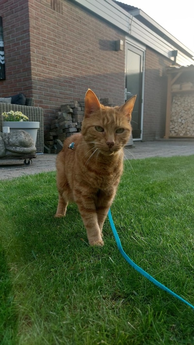 Heb jij Finn, Jimmy of Pompa gezien? Deze vijf huisdieren worden in Lelystad vermist