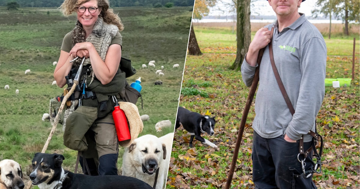 Twee grote waakhonden naast de schaapskudde: deze herders kunnen niet meer zonder