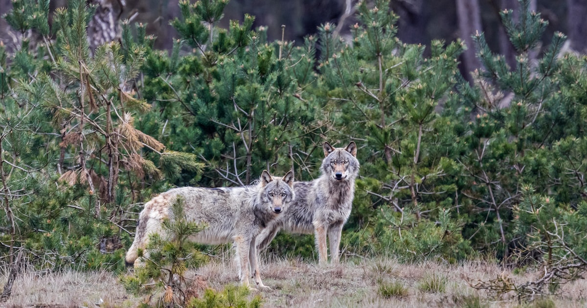 Dode wolf gevonden in Elspeet: politie doet onderzoek | Regio | De ...
