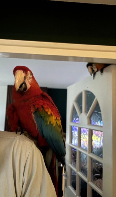 Heb jij Ruby gezien? Dit huisdier wordt in Hellendoorn vermist