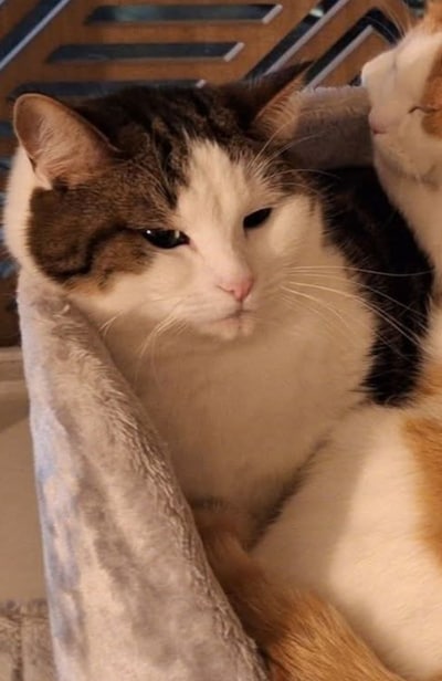 Heb jij Tommy gezien? Dit huisdier wordt in Hardenberg vermist