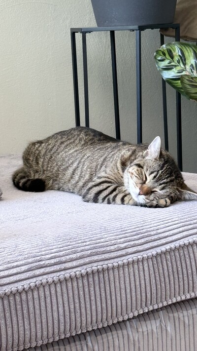 Heb jij Bram of Mishka gezien? Deze drie huisdieren worden in Putten vermist