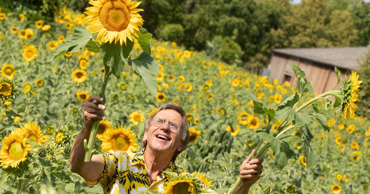 Gratis zonnebloemen voor lezers AD tijdens festival op Bomencentrum Baarn: ‘Eerbetoon aan Van Gogh’