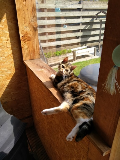 Heb jij Loki of Sammie gezien? Deze twee huisdieren worden in Rijssen-Holten vermist