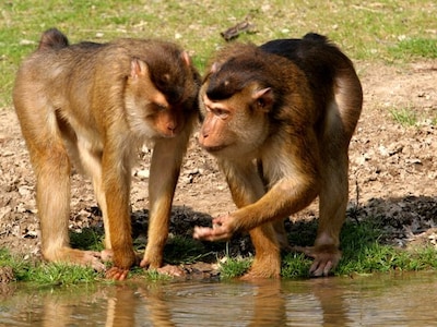 Varkensstaartmakaak ontsnapt in Burgers’ Zoo: hoe het kon gebeuren, is nog onduidelijk