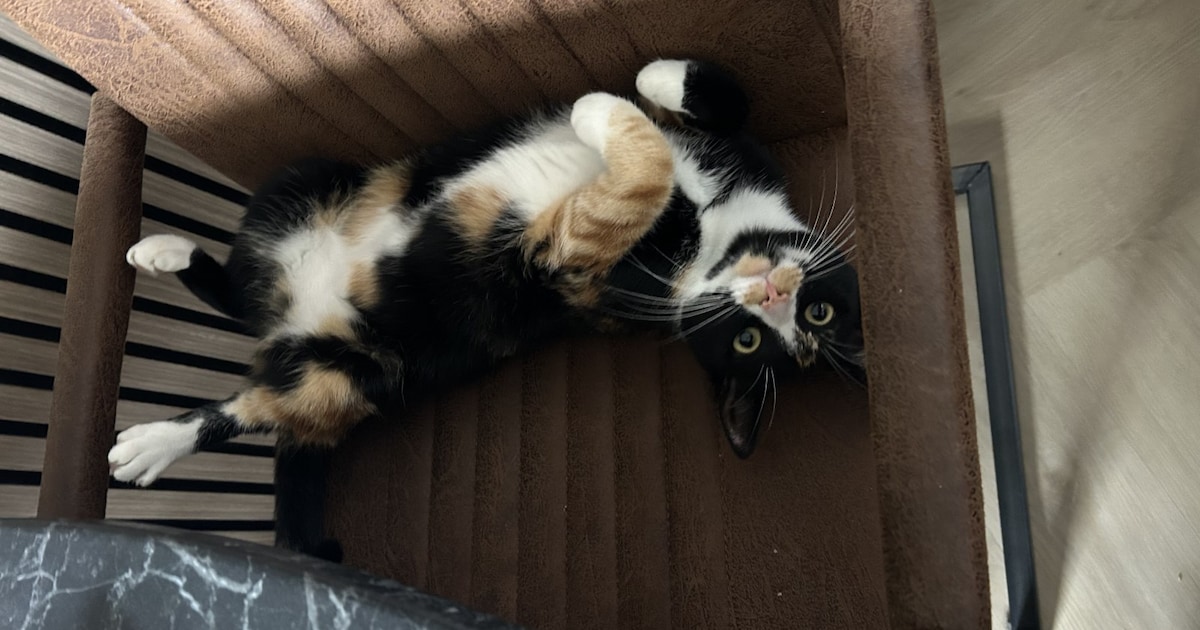 Heb jij Poes of Jessy gezien? Deze twee huisdieren worden in Raalte vermist