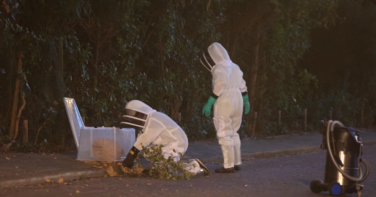 Nest Aziatische hoornaars ‘zo groot als twee basketballen’ valt uit boom: ‘Goed dat er geen kinderen