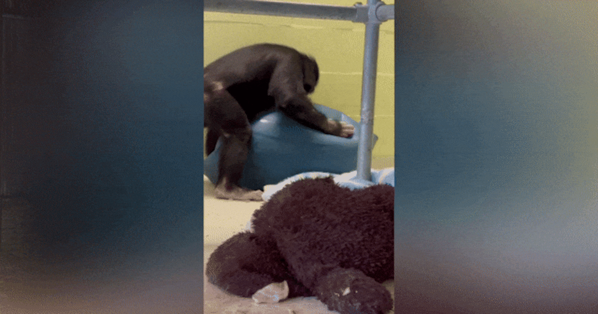 KIJK | Chimpansee Giggi werd vastgeketend gevonden op Sicilië, nu krijgt hij hier een nieuwe start