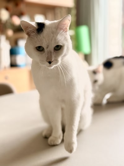 Heb jij Junior, Finn of Zoef gezien? Deze vier huisdieren worden in Deventer vermist