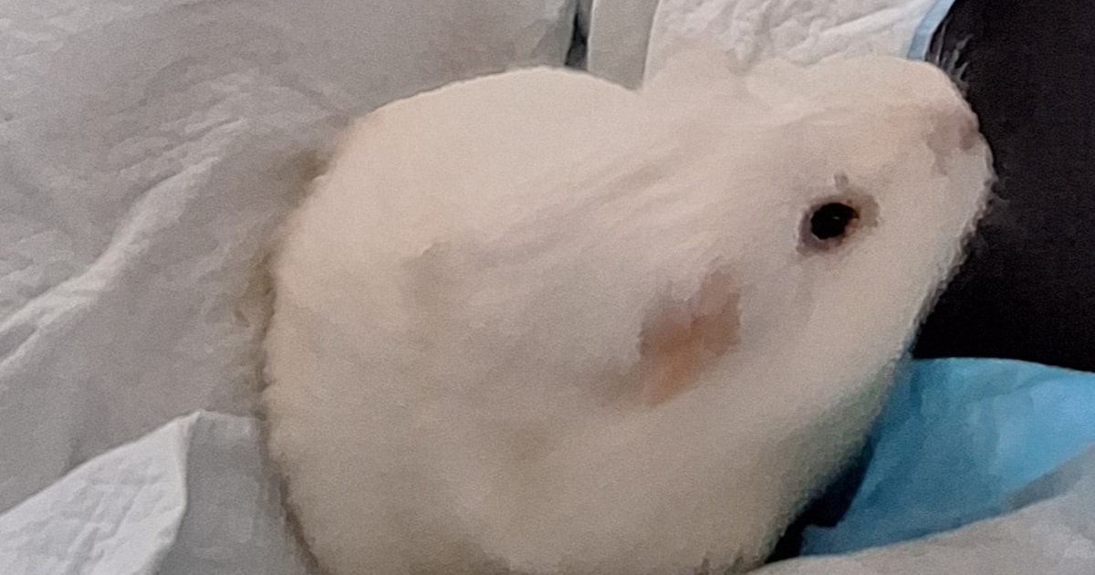 Heb jij Huppie gezien? Dit huisdier wordt in Meppel vermist