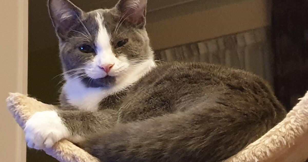 Heb jij Simba, Mona of Coco gezien? Deze vier huisdieren worden in Dronten vermist