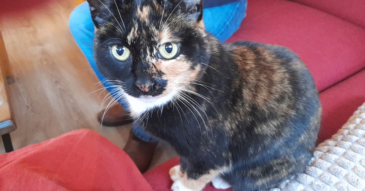 Heb jij Cleo, Mochi of Tursu gezien? Deze drie huisdieren worden in Raalte vermist