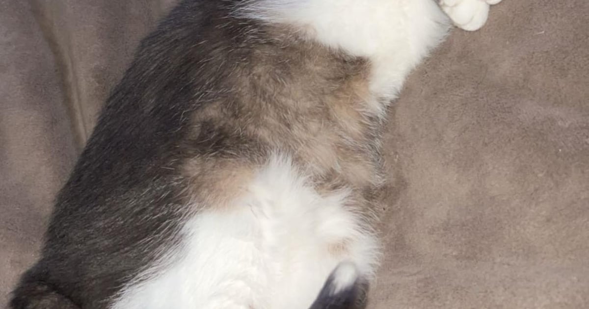 Heb jij Amy gezien? Dit huisdier wordt in Zeewolde vermist