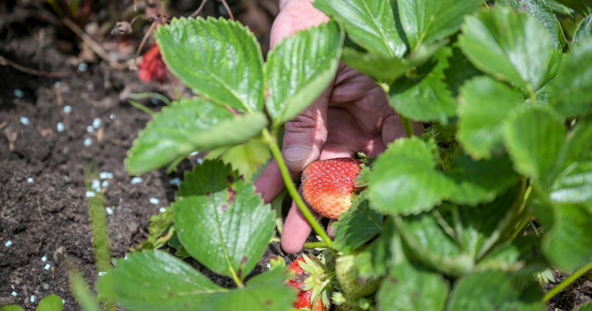 Open dag bij Samentuin en Streekwinkel in Wapenveld