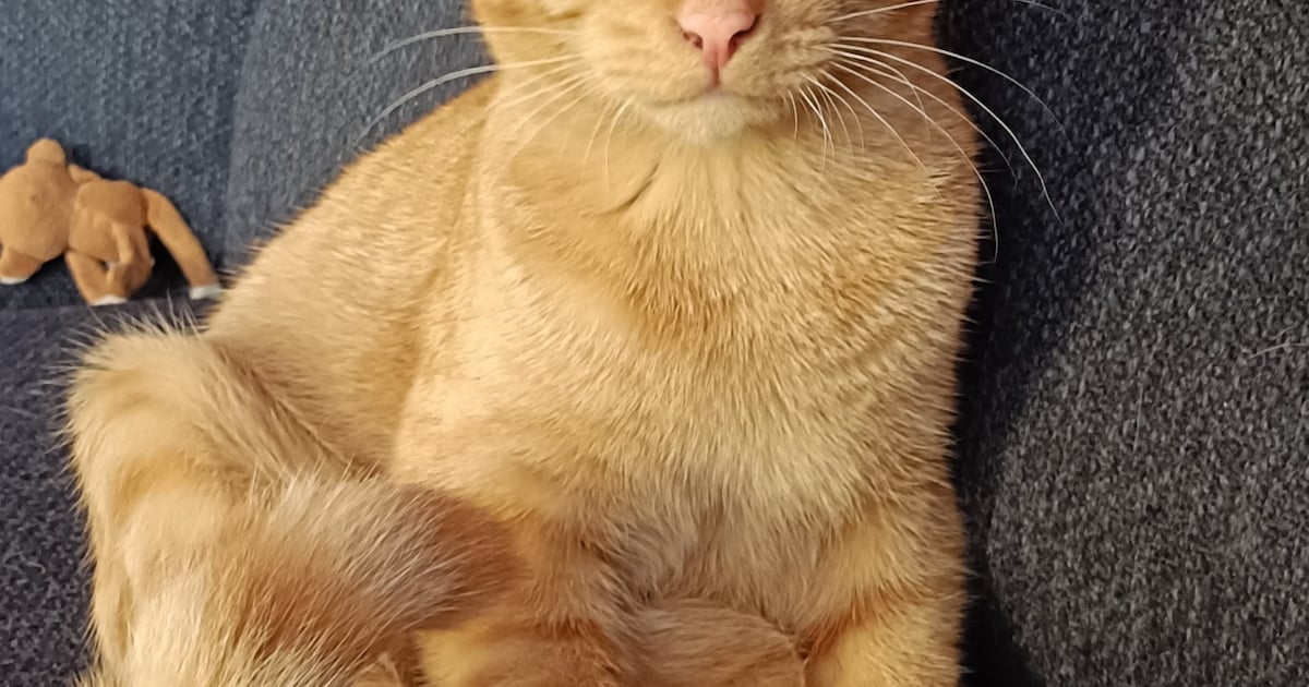 Heb jij Coco of Benji gezien? Deze twee huisdieren worden in Lelystad vermist