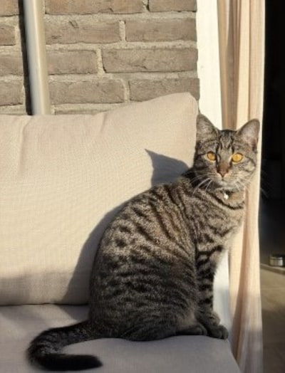 Heb jij Winnie, Jip of Guusje gezien? Deze vier huisdieren worden in Putten vermist