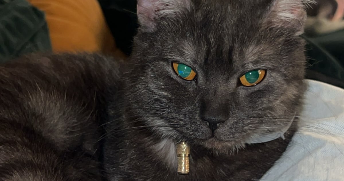 Heb jij Joy gezien? Dit huisdier wordt in Dronten vermist