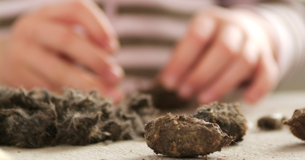 Kinderen pluizen uilenballen uit in Hardenberg