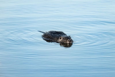 Wildlife in de stad: bever duikt weer op in Zwolse gracht