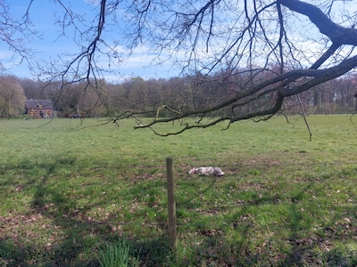 Fietsers doen schokkende ontdekking: tientallen schapen, waaronder 23 lammetjes, liggen dood in weil