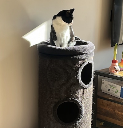 Heb jij Japie, Felix of Lilly gezien? Deze drie huisdieren worden in Oldebroek vermist