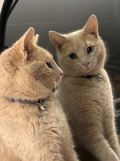 Heb jij Rosco, Rosi of Luna gezien? Deze drie huisdieren worden in Steenwijkerland vermist