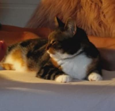 Heb jij Micu, Loeke of Dotje gezien? Deze drie huisdieren worden in Noordoostpolder vermist