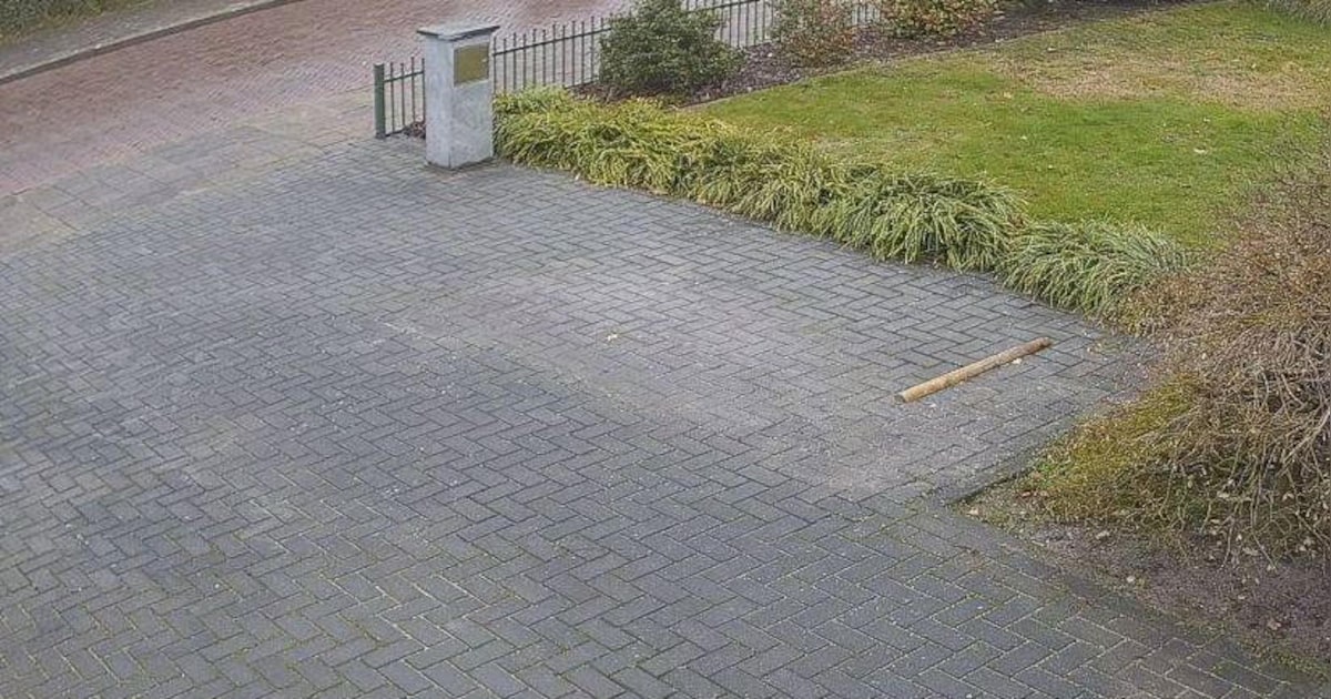 In Goor gespotte wolf ook in Enschede gezien? ‘Een ding is zeker, het is geen labradoodle’