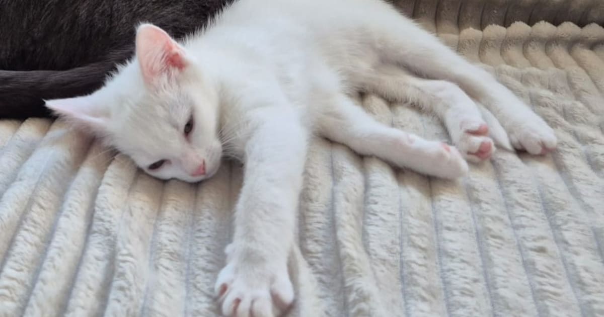 Heb jij Mimi gezien? Dit huisdier wordt in Meppel vermist