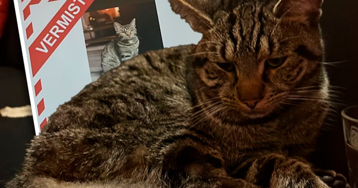 Kat Spikey komt al weken niet thuis. Als familie bijna de hoop opgeeft, blijkt hij op een bijzondere