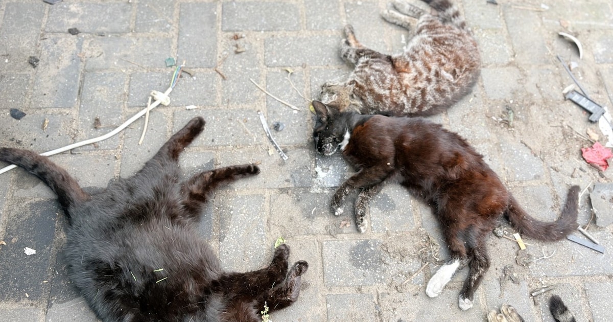 Drama met dode katten in Bergentheim nóg groter: ‘Ik laat mijn poes voorlopig binnen’